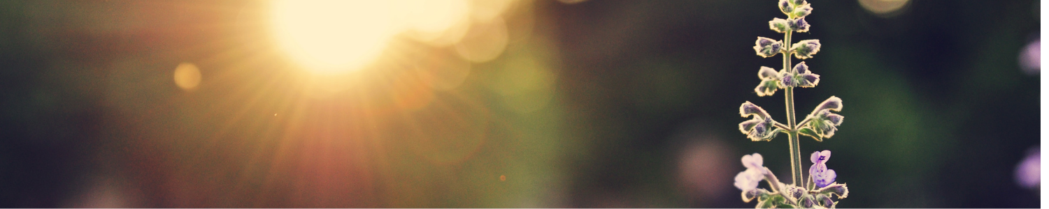 In Memory of Thabo Macpascal Thulare, Professional Officer, ICLEI ...