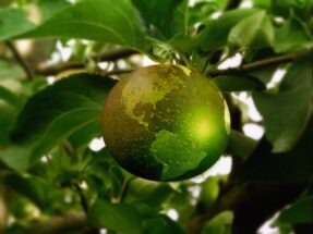 Green apple with Earth's map overlay on a tree branch, symbolizing sustainability. ICLEI, Donate to support global environmental efforts.